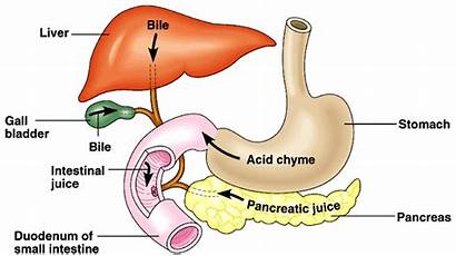 Digestion Liver Bile Does Role Reflux Digestive