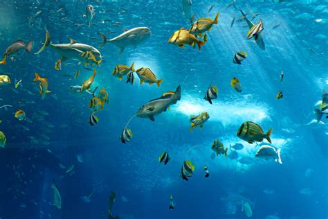 Underwater Fish Fishes Ocean Sea Tropical Reef Wallpaper 2550x1700