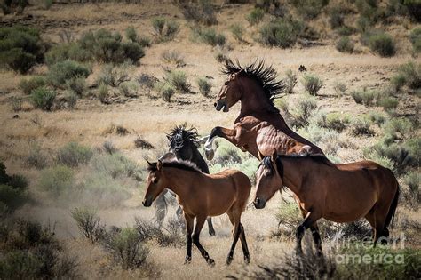 Wild Horses Of Nevada Photograph By Webb Canepa Pixels