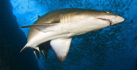 Project A9 Grey Nurse Shark Population Estimate East Coast Marine