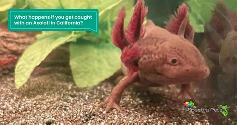 Are Axolotls Illegal In California