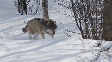 5 Wolves Released In Colorado Reintroduction Plan Youtube