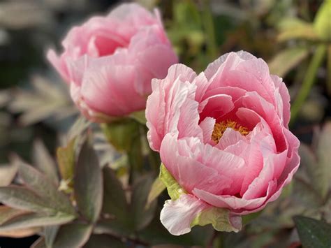 3 Rules For Growing Perfect Peonies The English Garden
