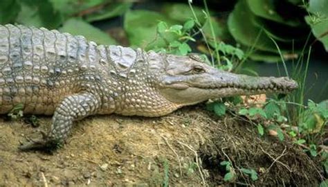 What Is The Importance Of An Alligator In The Food Chain Animals