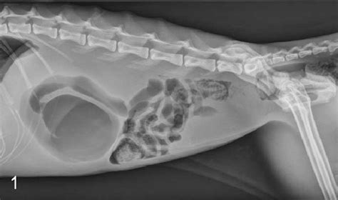 Cat X Ray Stomach Cat Meme Stock Pictures And Photos