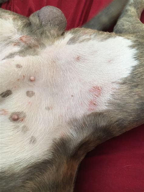My dog has what looks like ringworm or some form of dermatitis. He also has not been eating or