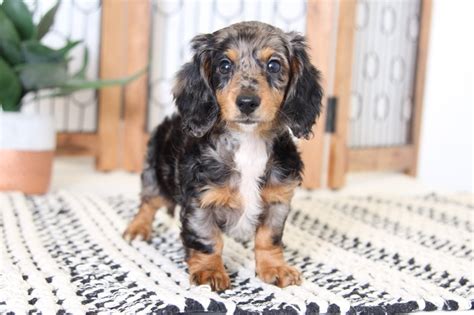 Faqs, appearance, temperament, training dachshund puppies, health, rescues, wiener puppies, mixes, and more. Flo- Beautiful ACA Female Silver Dapple Dachshund Puppy ...