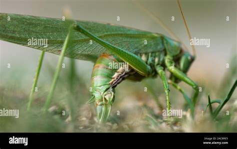 Big Green Locust Stock Photo Alamy