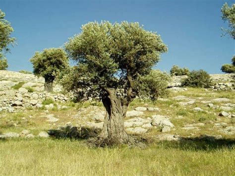 Оливковое Дерево: Как Вырастить в Домашних Условиях
