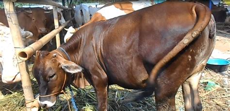 Harga Sapi Bibit Pegon Limosin Sapi Betina Peternakan