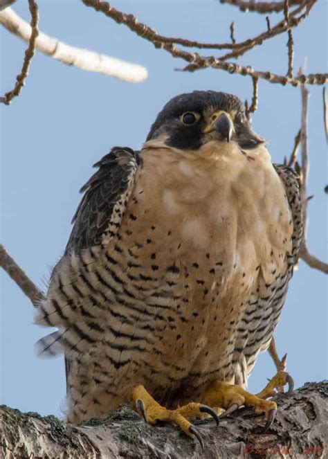 Peregrine Falcon Focusing On Wildlife