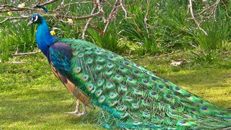 (as) proud as a peacock. The meaning and symbolism of the word - «Peacock»