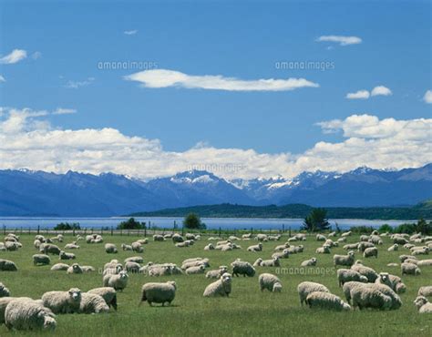 薬師のキャルは、冒険者の中でも最弱のｅランク。 役立たずと言われながらも仲間のために薬を作り続け、頑 代表作は「夢王国と眠れる100人の王子様 a little record」（企画・原案：ジークレスト、花とゆめcomics、全1巻）。 テ・アナウ湖畔の羊の放牧 ニュージーランド01881012230｜ 写真 ...