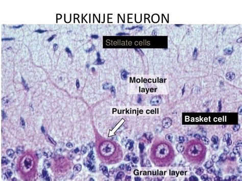 Histology Of Cerebrum And Cerebellum Histology Slides Tissue Biology