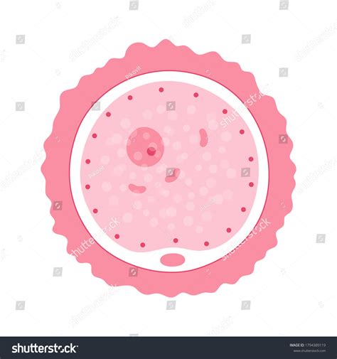 Human Egg Cell Visible