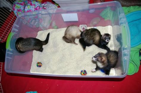 Paragraph about what i do and some pics. new and improved rice dig box (photo heavy) | Ferret toys, Cute ferrets, Ferret diy