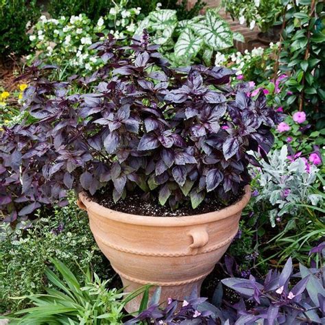 15 Dog Safe Plants You Can Add To Your Garden Right Now Dog Safe