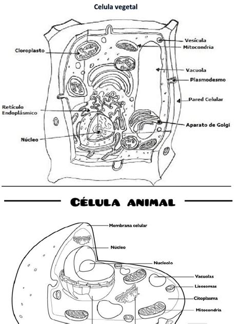 La Celula Animal Y Vegetal Con Sus Partes Para Colorear Images And