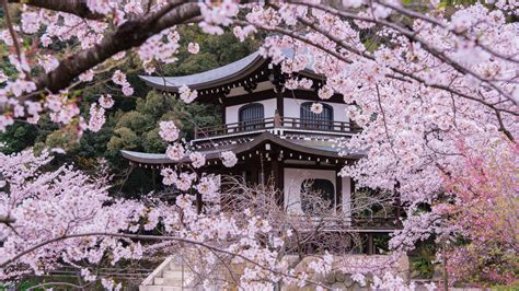 京都観光のプロに聞いた！とっておきの京都 穴場観光スポット 春編 Navitime Travel