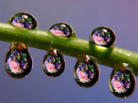 Dewdrops Art Dew Drops Rain Drops Bubble Art