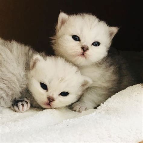 Book your holiday rental in south wales today and start. Adorable kittens for adoption FOR SALE ADOPTION from New ...