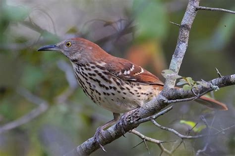 Brown Thrasher Bird Gallery Houston Audubon