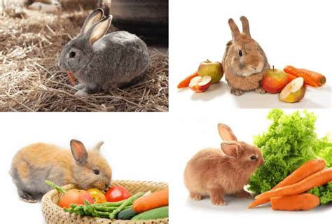Frutas Y Vegetales Que Pueden Comer Los Conejos Hospital Veterinario