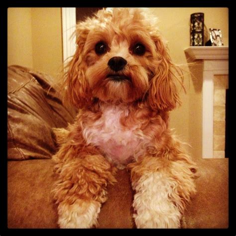 Cockapoos make the perfect family pet and ours are unsurpassed. Cavapoo Puppies Pacific Northwest - Animal Friends