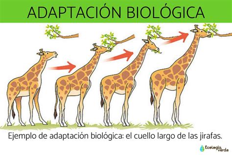 Adaptación Biológica Qué Es Tipos Y Ejemplos Resumen
