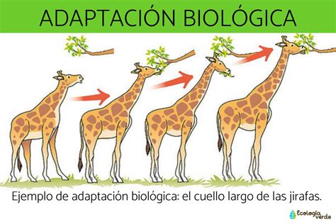 Adaptación biológica qué es tipos y ejemplos Resumen