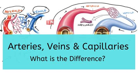 Arteries Veins And Capillaries What Is The Difference Youtube