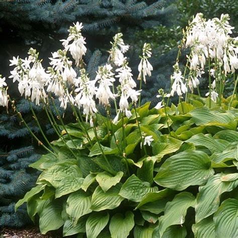 Hosta Royal Standard White Flower Farm