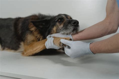 Caring For Dog Paws Benefits And Helpful Tips