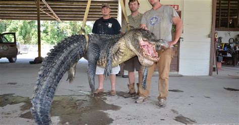 Alligator Catch Breaks Mississippi Record Mirror Online