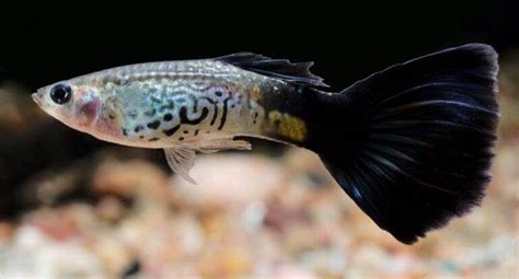 Fiche Du Poisson Poecilia Reticulata Guppy Aquablog