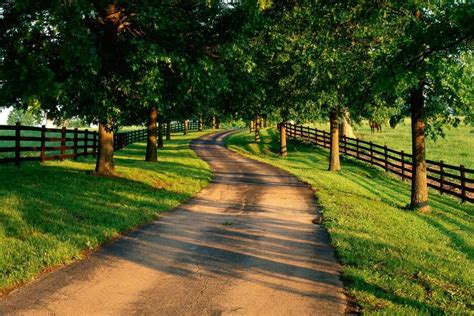 Pathway In Between Trees And Fences Hd Wallpaper Wallpaper Flare