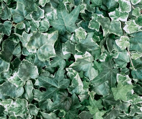 Algerian Ivy Plant Care And Growing Guide Gardening Den