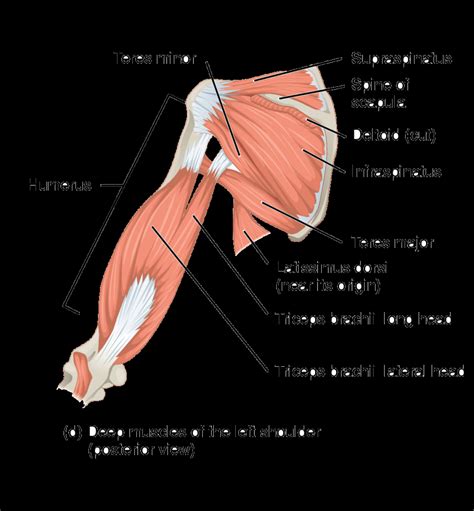 Arm Muscle Diagram Muscles Of The Forearm Arm Muscles Anatomy