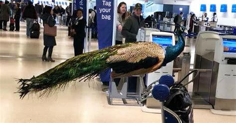The Emotional Support Peacock That Was Banned From United Airlines Has Its Own Instagram