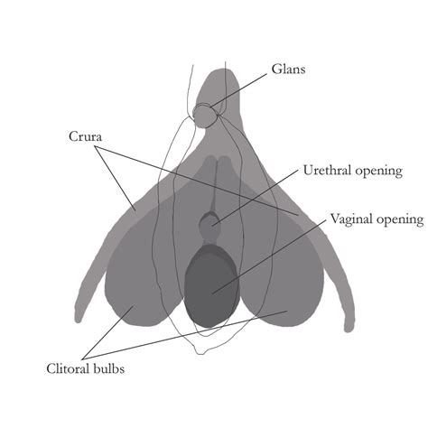What Does A Normal Vagina Look Like A No Nonsense Guide To Vaginas And