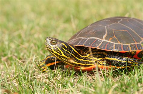 Interesting Facts About The Beautifully Colored Painted Turtles