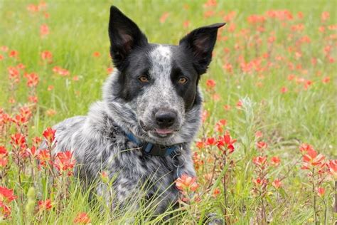 Australian Shepherd Blue Heeler Mix What To Know Before Buying All