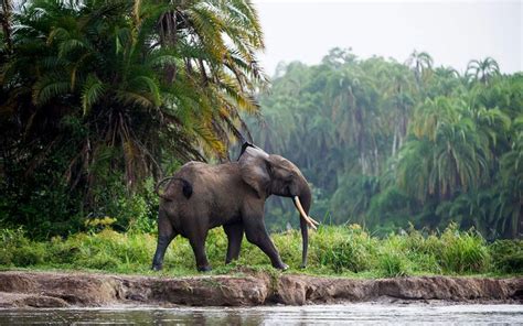 A Peaceful Elephant Walking In His Rainforest Come In Congo