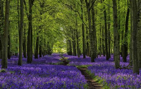 Take A Virtual Tour Of Englands Stunning Bluebell Covered Forests