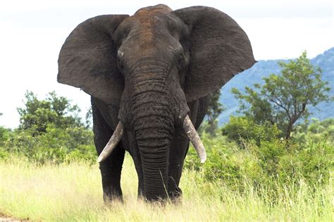 Both African elephant species are now endangered, one critically - Rhino Review