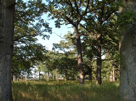 Oak Savanna Nature And Ecology