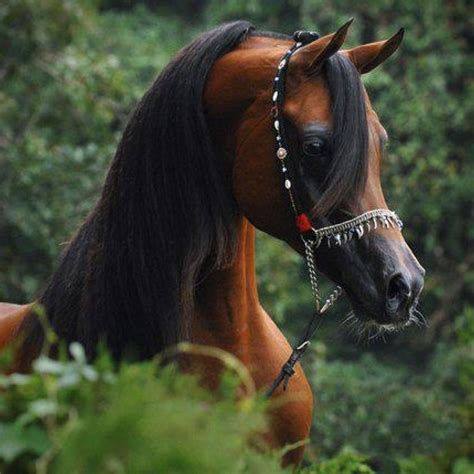 Beautiful Arabian Horse Gorgeous Arabian Horses Pinterest