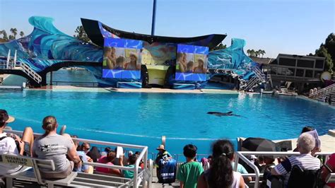 Seaworld Orca Floats Motionless In A Tank Timelapse Youtube