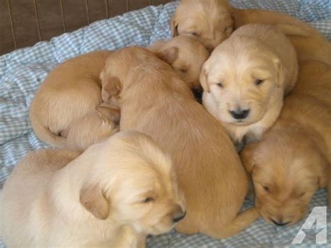 Golden retriever puppies are adorable, playful and smart. Purebred Golden Retriever Puppies | Purebred golden ...
