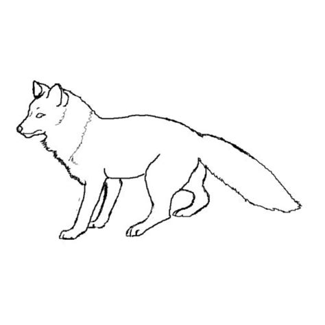 Red Fox Coloring Download Red Fox Coloring For Free 2019